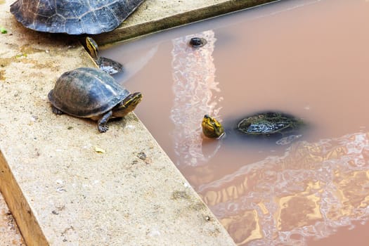 Freshwater turtles that live together as a family.