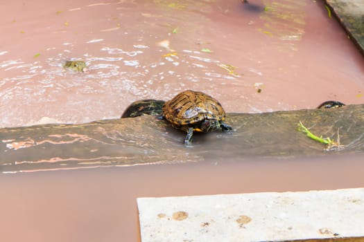 Freshwater turtles that live together as a family.