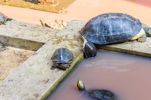 Freshwater turtles that live together as a family.