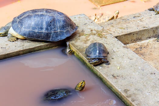 Freshwater turtles that live together as a family.