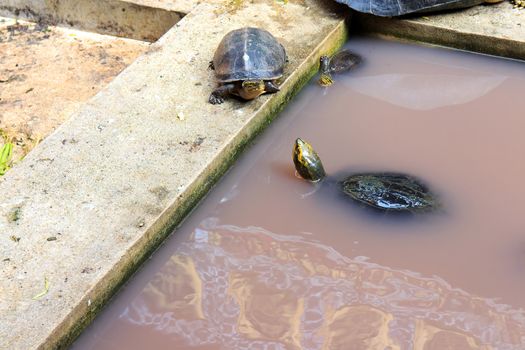 Freshwater turtles that live together as a family.