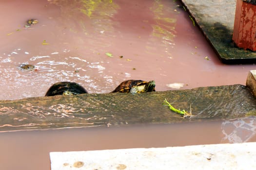 Freshwater turtles that live together as a family.