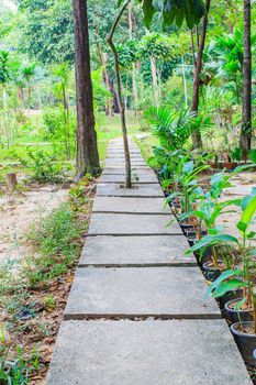 Pathway in the forest with a brick lined well.