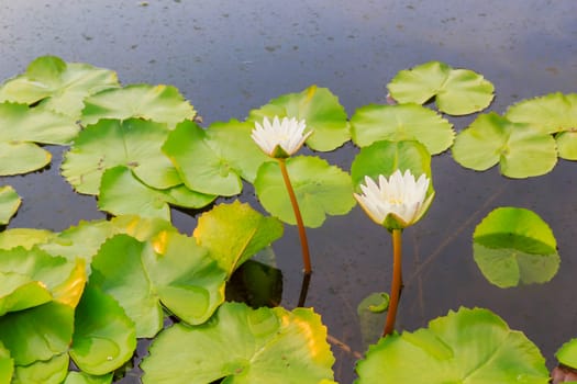 Summer river with floating white water lily.