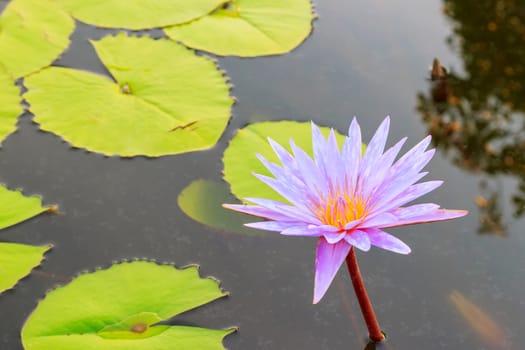 Summer river with floating purple water lily.