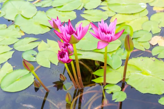 Summer river with floating pink water lily.