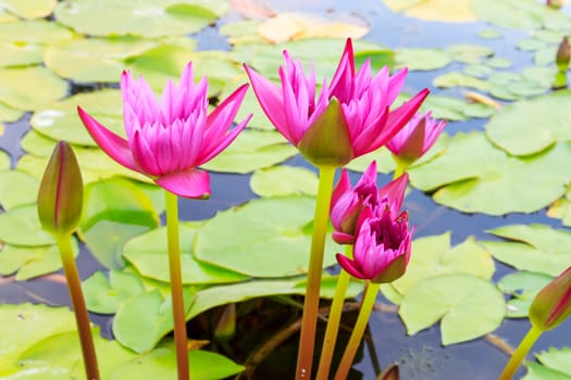 Summer river with floating pink water lily.