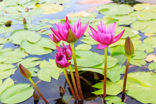 Summer river with floating pink water lily.