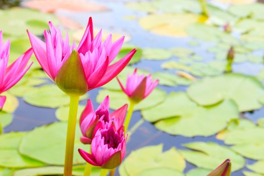 Summer river with floating pink water lily.