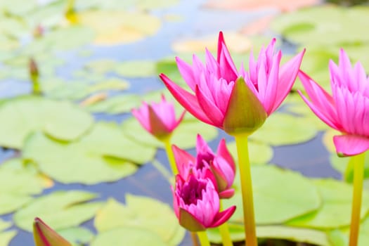 Summer river with floating pink water lily.