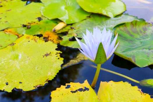 Summer river with floating blue water lily.