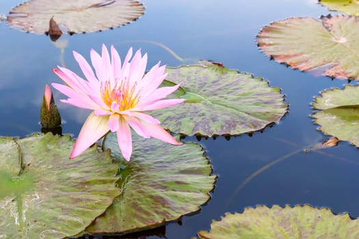 Summer river with floating pink water lily.