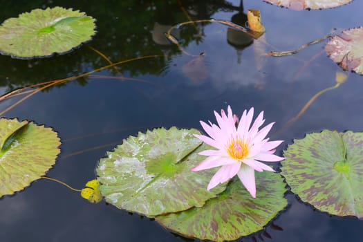 Summer river with floating pink water lily.