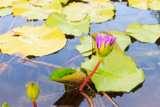 Summer river with floating purple water lily.