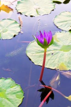 Summer river with floating purple water lily.