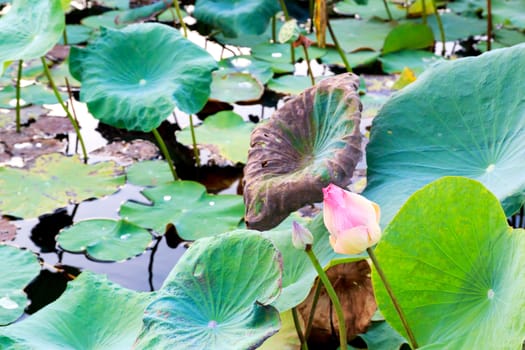 Summer river with floating pink water lily.