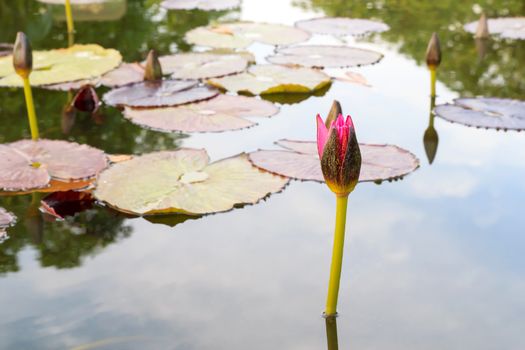 Summer river with floating pink water lily.