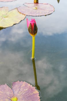 Summer river with floating pink water lily.