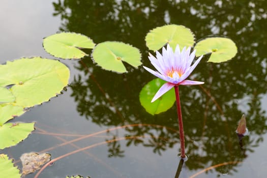 Summer river with floating purple water lily.