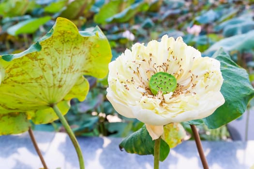 Summer river with floating white water lily.