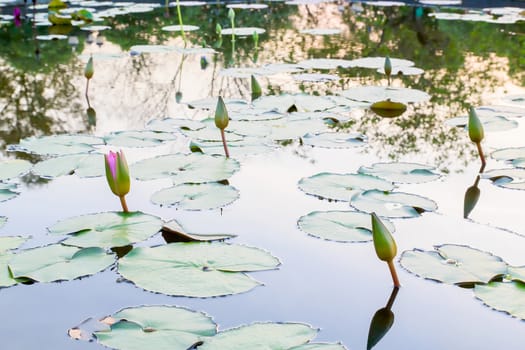 Summer river with floating pink water lily.