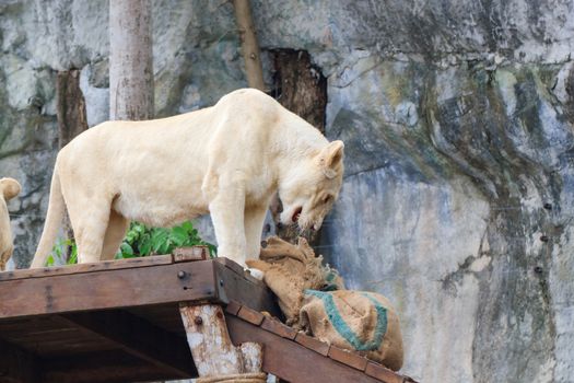 Young white lions on the table in Khao Kheow Zoo, Thailand.