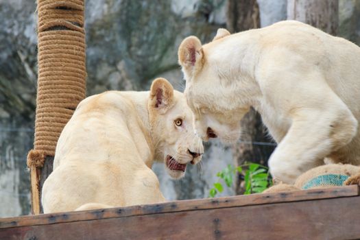 Young white lions with yellow eyes on the table in Khao Kheow Zoo, Thailand.
