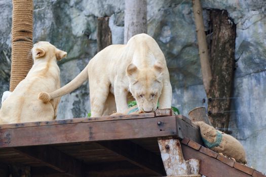 Young white lions on the table in Khao Kheow Zoo, Thailand.