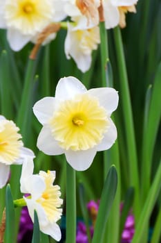 Beautiful bouquet of white tulips on a green leaves background.