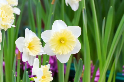 Beautiful bouquet of white tulips on a green leaves background.
