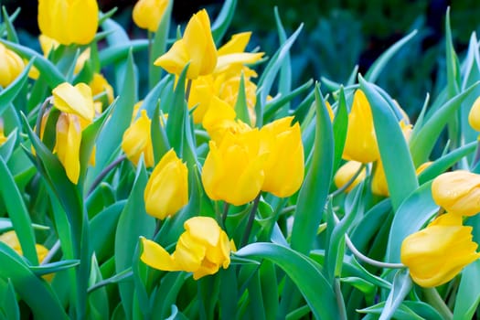 Beautiful bouquet of yellow tulips on a green leaves background.
