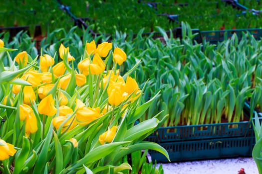 Beautiful bouquet of yellow tulips on a green leaves background.
