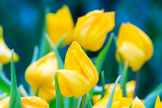 Beautiful bouquet of yellow tulips on a green leaves background.
