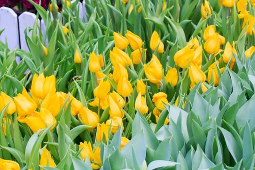 Beautiful bouquet of yellow tulips on a green leaves background.
