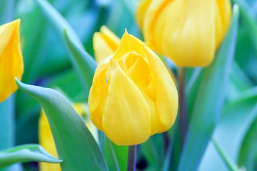 Beautiful bouquet of yellow tulips on a green leaves background.
