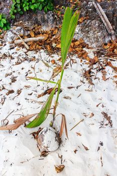 Sprout of coconut tree pop out of the coconut.