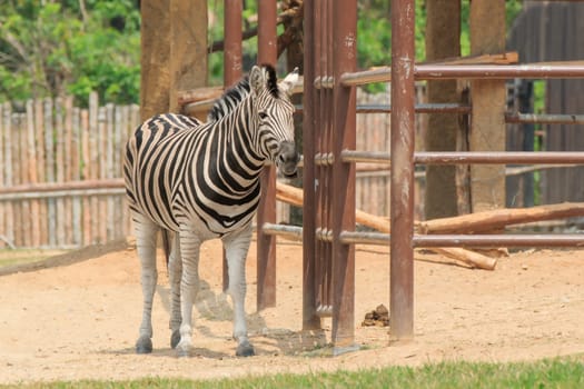 Zebra in a zoo Khao Kheow, Chonburi Thailand.