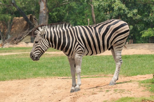 Zebra in a zoo Khao Kheow, Chonburi Thailand.