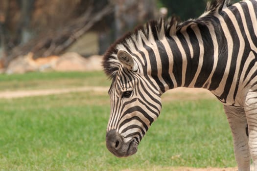 Zebra in a zoo Khao Kheow, Chonburi Thailand.