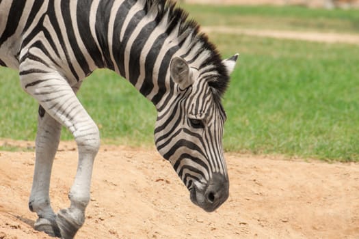 Zebra in a zoo Khao Kheow, Chonburi Thailand.