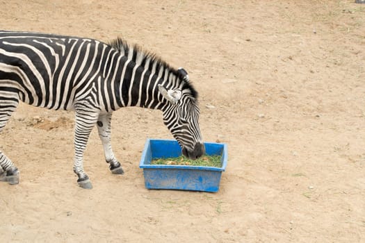 Zebra in a zoo Khao Kheow, Chonburi Thailand.