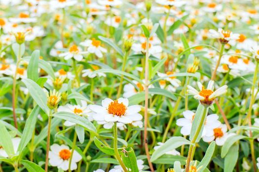 Yellow Zinnia flowers with green leaves in the background.