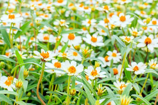 Yellow Zinnia flowers with green leaves in the background.