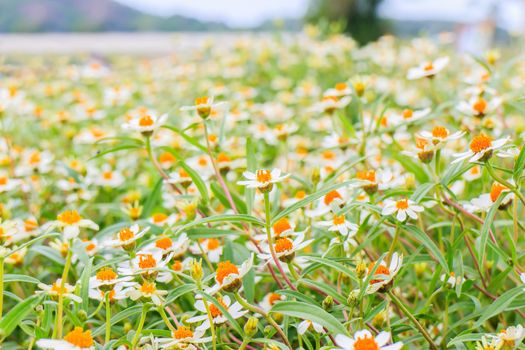 Yellow Zinnia flowers with green leaves in the background.