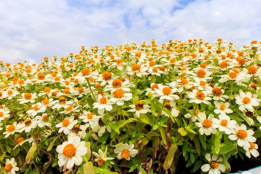 Yellow Zinnia flowers under a cloudy sky.