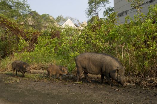 Wild boar family