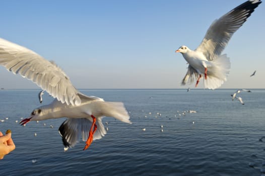 many seagull flying at sunset, thailand