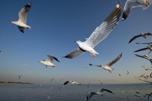 many seagull flying at sunset, thailand