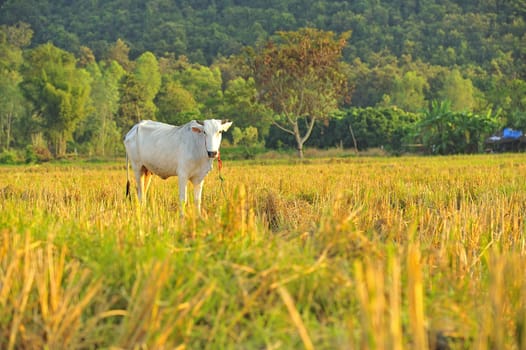 asian cow in green field