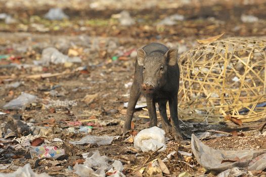 Wild pig in abandon village